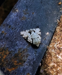 Thalathoides curtalis