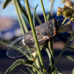 Hadoa chiricahua