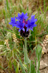 Centaurea depressa