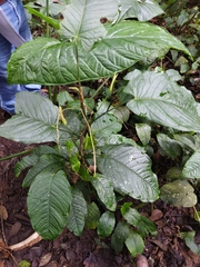 Anthurium