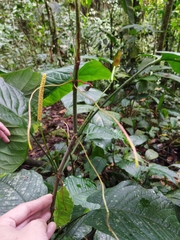 Anthurium