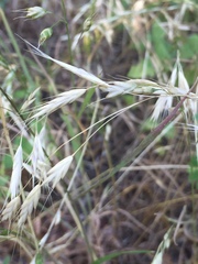 Bromus