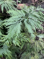 Selaginella