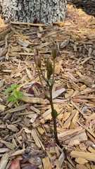 Triphora gentianoides