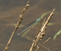 Pseudagrion malabaricum
