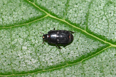 Platysoma compressum