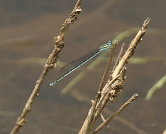 Pseudagrion malabaricum