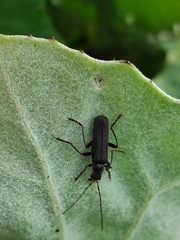 Cantharis tristis