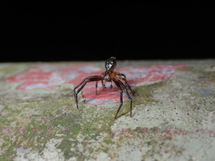 Pycnaxis