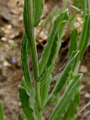 Centaurea depressa