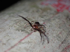 Pycnaxis