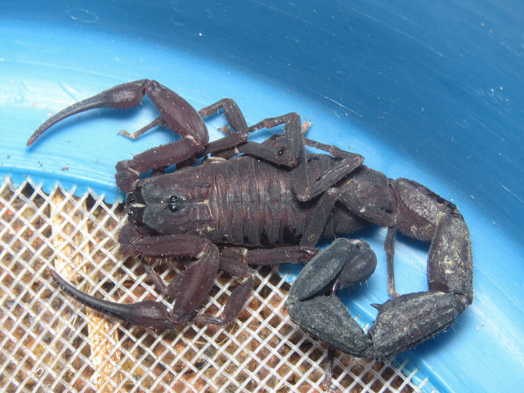 Tityus fuhrmanni