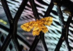 Fritillerinnys clathraria