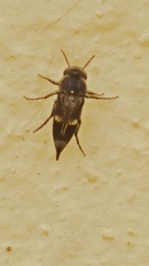 Tomoxia bucephala