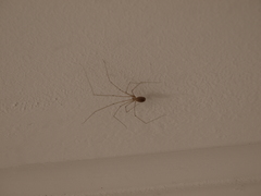 Pholcus phalangioides