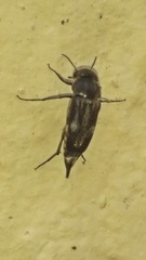 Tomoxia bucephala