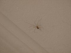 Pholcus phalangioides