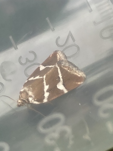 Silver barred, Sellingerbossen, Sellingen, Groningen, NL, photo 7 of 10