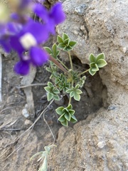 Lupinus odoratus