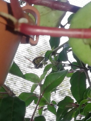 Dolichovespula arenaria