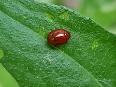 Sphaeroderma testaceum