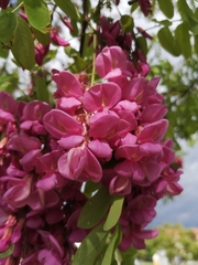 Robinia pseudoacacia