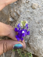 Lupinus odoratus