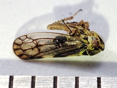 Oncopsis flavicollis