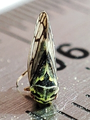 Oncopsis flavicollis