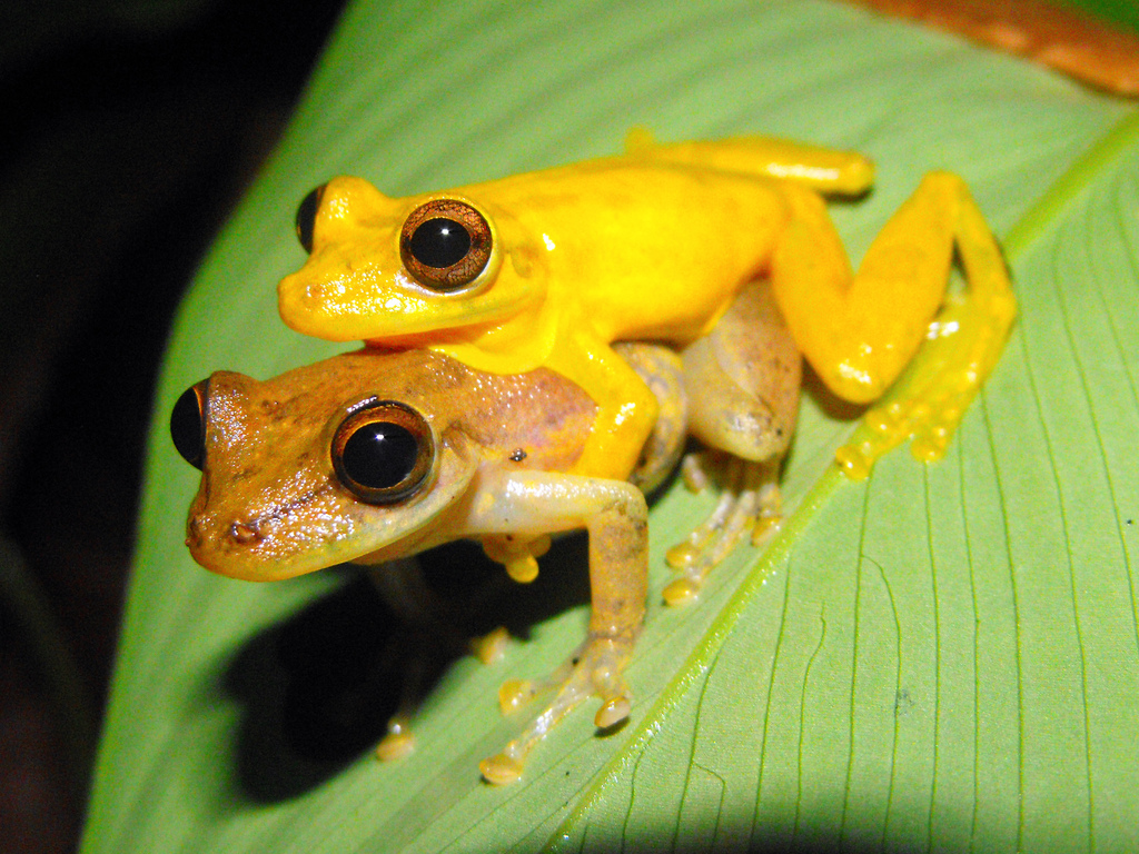 Sipurio Snouted Treefrog