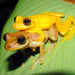 Olive Snouted Tree Frog - Photo (c) Scott Handy, some rights reserved (CC BY-NC), uploaded by Scott Handy