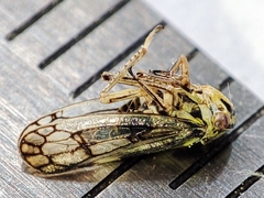 Oncopsis flavicollis