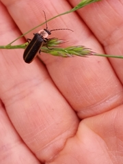 Podabrus brevicollis