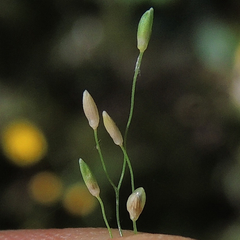 Dichanthelium acuminatum