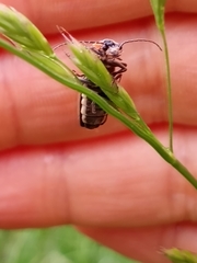 Podabrus brevicollis