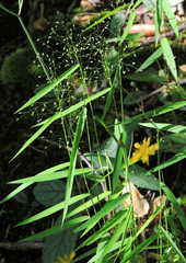 Dichanthelium acuminatum