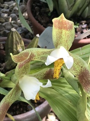 Lycaste