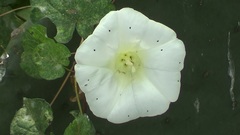 Calystegia silvatica