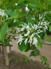 Chionanthus retusus