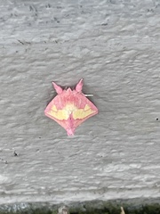 Hyparpax aurora