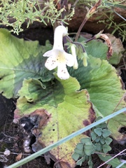 Streptocarpus vandeleurii