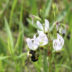 Bombus bimaculatus