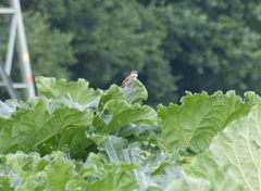 Curruca communis