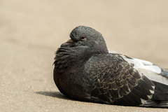 Columba livia domestica