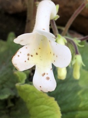 Streptocarpus vandeleurii