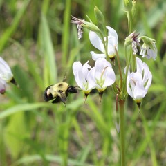 Bombus bimaculatus