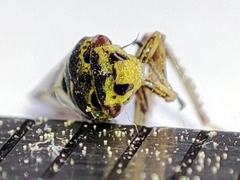 Oncopsis flavicollis