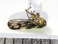 Oncopsis flavicollis