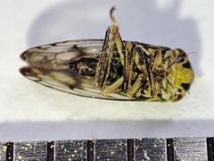 Oncopsis flavicollis