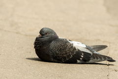 Columba livia domestica